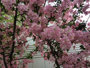 H29年4月14日　近所の桜